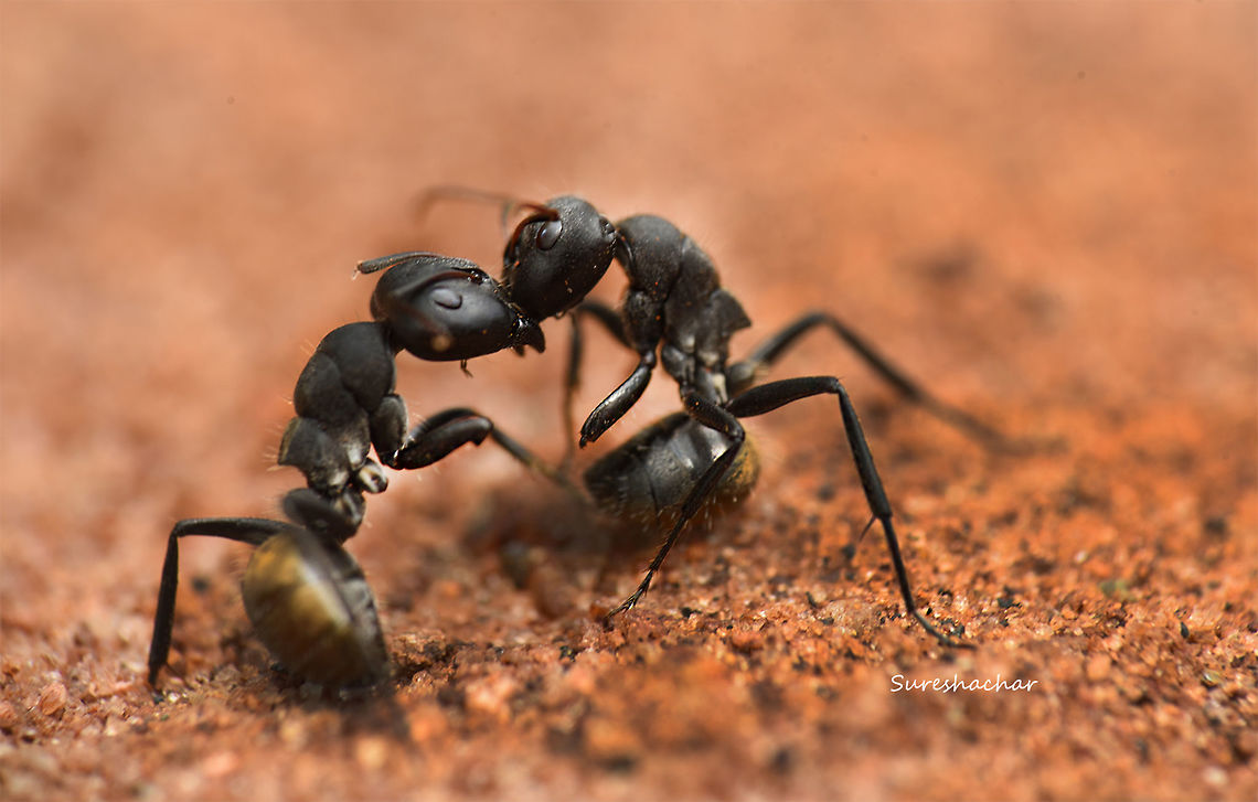 Ant_fighting  Ants,insect