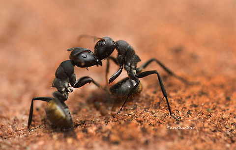 Ant_fighting  Ants,insect