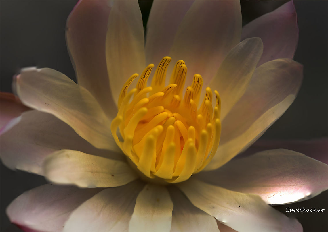 whitelotus Nymphaea sp. Flowers,colorful
