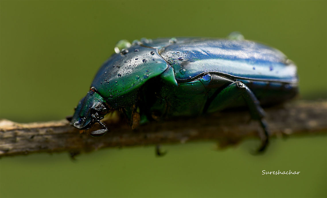 Blueshbeetle  "Cetoniidae",Cetoniinae,Coleoptera,Flower Chafer,Scarabaeidae