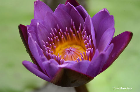 Pinkotus1 Nymphaea sp. Flowers,Nymphaea nouchali