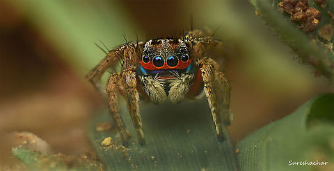 Stenaelurillus lesserti  Jumping Spider,Spiders,Stenaelurillus lesserti,Summer