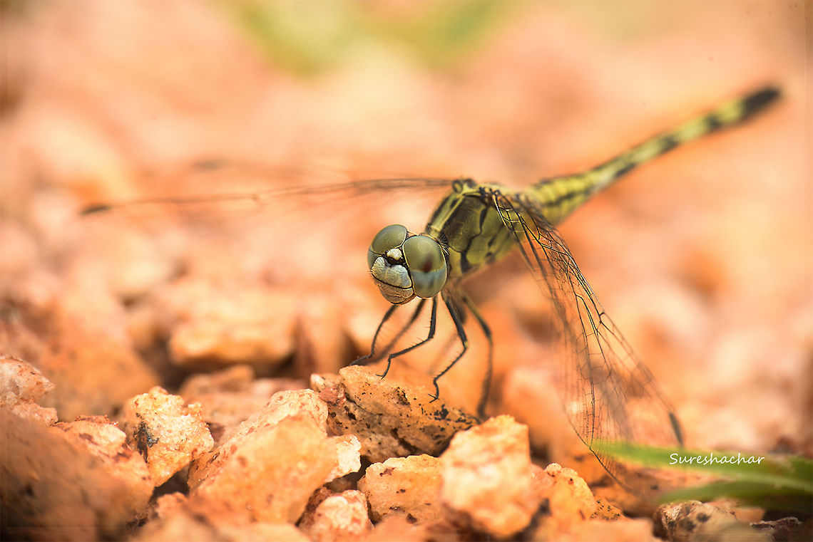 Dragonfly  Dragonfly