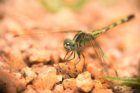 Dragonfly  Dragonfly