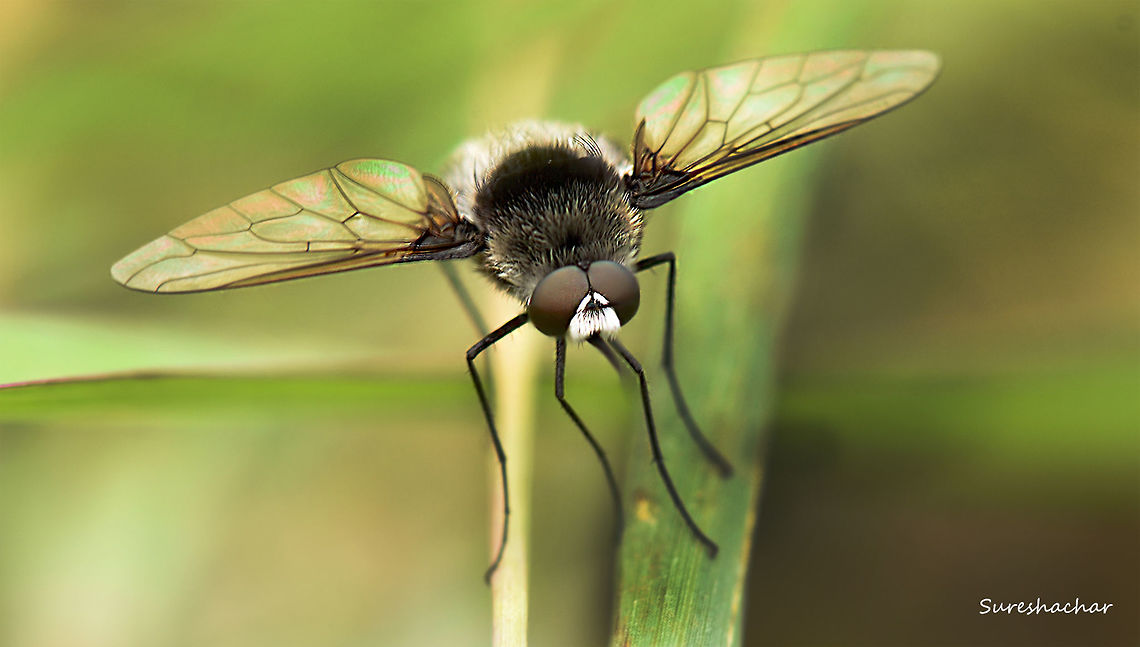 Feild_fly  Fly