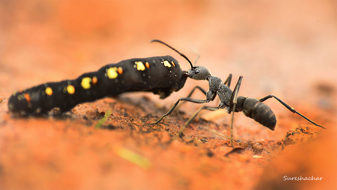Ant  Ants,Caterpillar,Macro,nature