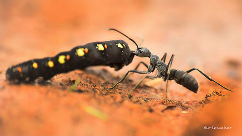 Ant  Ants,Caterpillar,Macro,nature