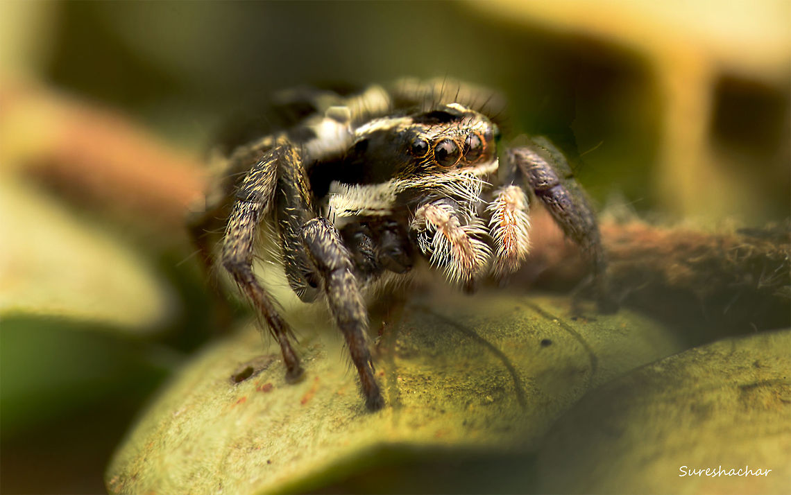 jumping Spider  Macro,Spiders,micro