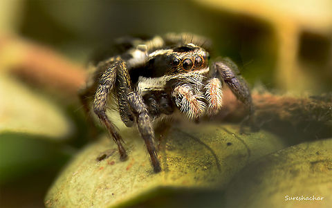 jumping Spider  Macro,Spiders,micro