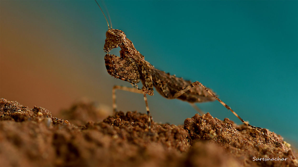Mantis found near  termite  house(snake house) Macro,Mantis