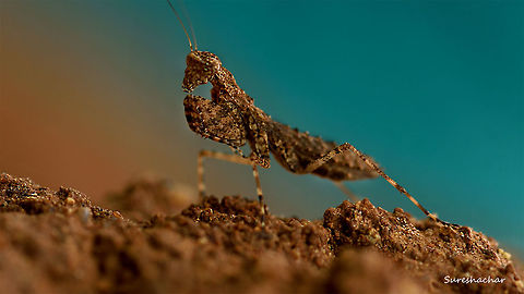 Mantis found near  termite  house(snake house) Macro,Mantis