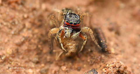 Stenaelurillus lesserti Jumping spider  Macro,Photography Styles,Spider,Stenaelurillus lesserti,details