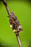 Messena sp. Eurybrachidae  Eurybrachidae,Insects,Macro,Messena,planthopper