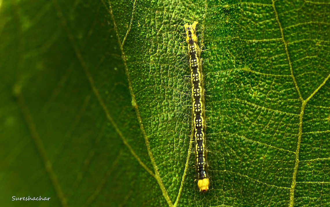 Caterpillar  Caterpillar,Macro,Photography Styles,insect