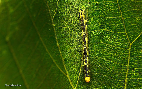 Caterpillar  Caterpillar,Macro,Photography Styles,insect