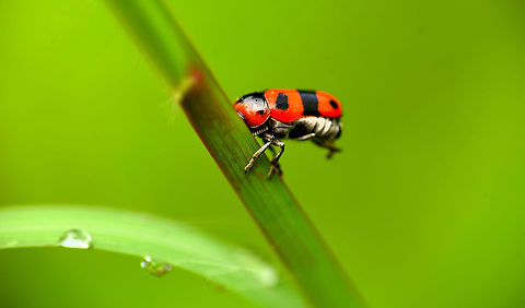Diapromorpha turcica ?  Chrysomelidae,Clytrinae,Coleoptera,Diapromorpha,Diapromorpha turcica,Geotagged,India,Macro,Summer,insects