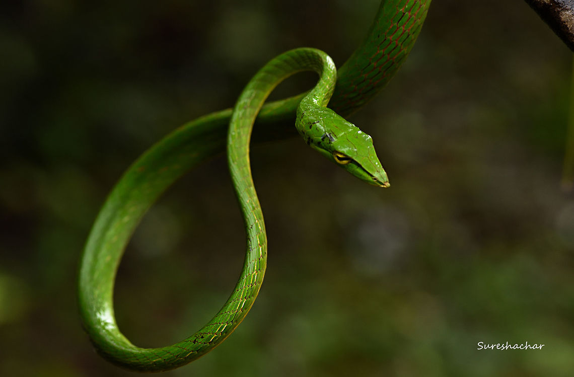 greenwine  Ahaetulla nasuta,Green vine snake or Long-nosed whip snake,Macro,Snakes,detail