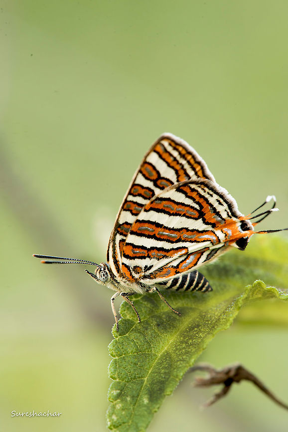 Butterfly  Butterfly,Cigaritis vulcanus,Common silverline,Insects,Macro