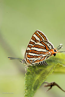 Butterfly  Butterfly,Cigaritis vulcanus,Common silverline,Insects,Macro