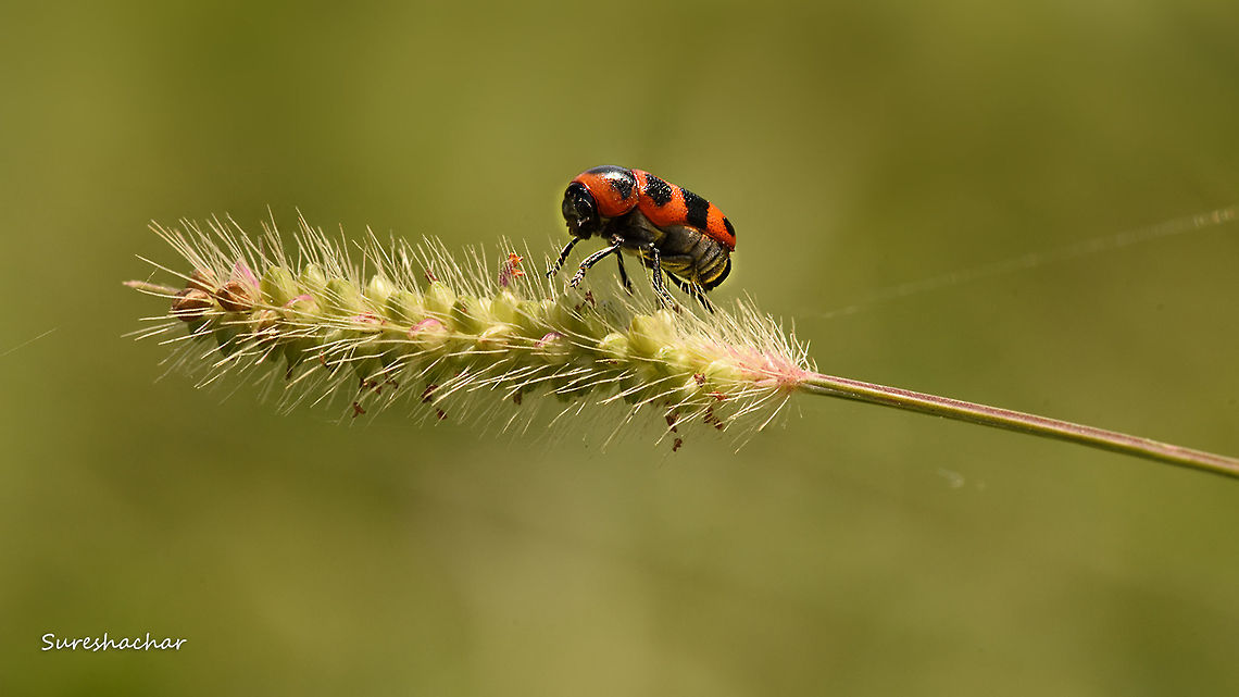 Diapromorpha turcica @ Gunjur near to Bangalore ,Karnataka India Chrysomelidae,Clytrinae,Coleoptera,Diapromorpha,Diapromorpha turcica,India,Macro,beetle,insects