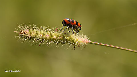 Diapromorpha turcica @ Gunjur near to Bangalore ,Karnataka India Chrysomelidae,Clytrinae,Coleoptera,Diapromorpha,Diapromorpha turcica,India,Macro,beetle,insects