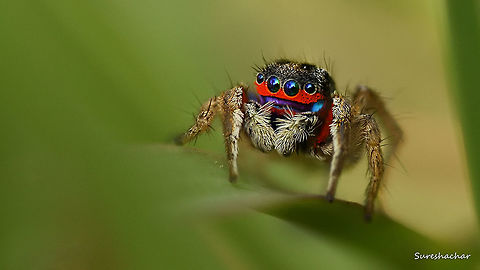 jspider  Jumping Spider,Macro,Spider,Stenaelurillus lesserti