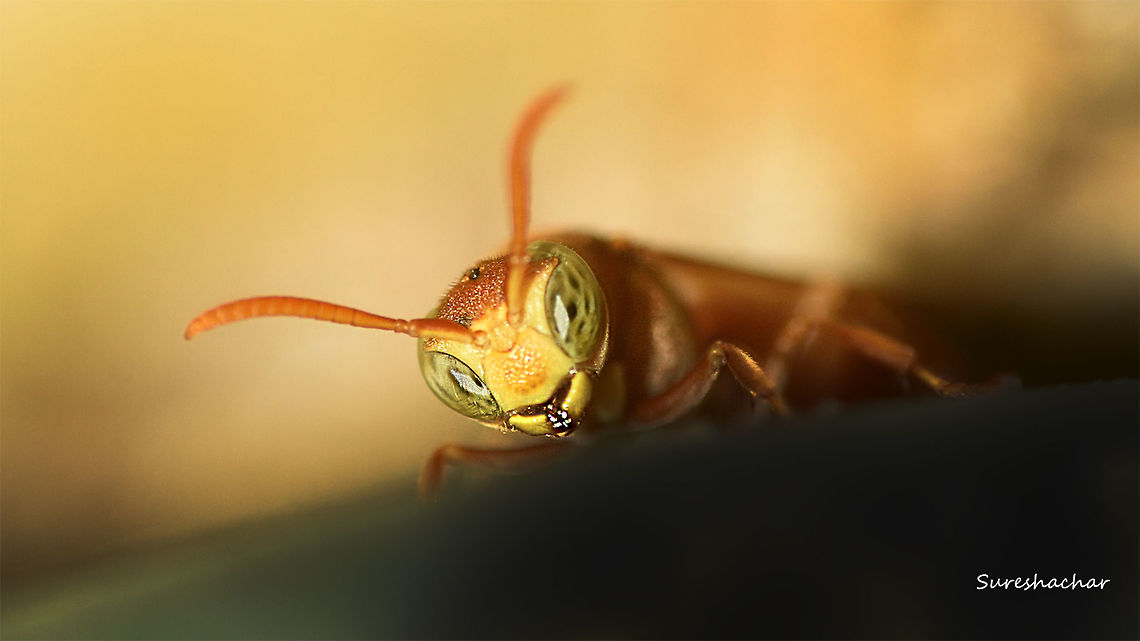 Wasp  Insects,Macro,Wasp