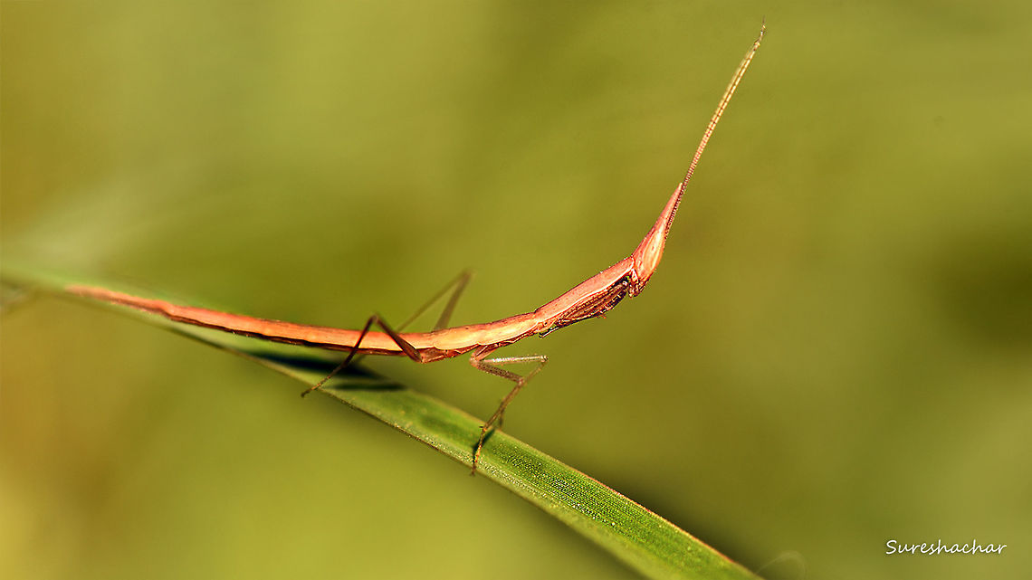 id pls  Macro,Stick Mantis