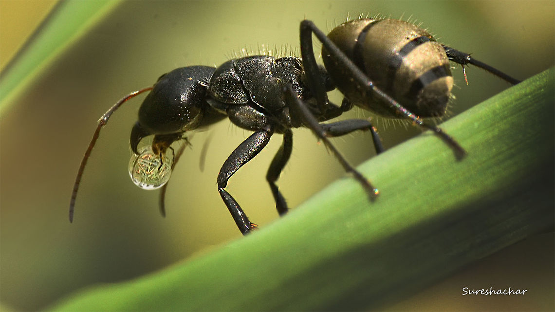 Polyrhachis dives  ant