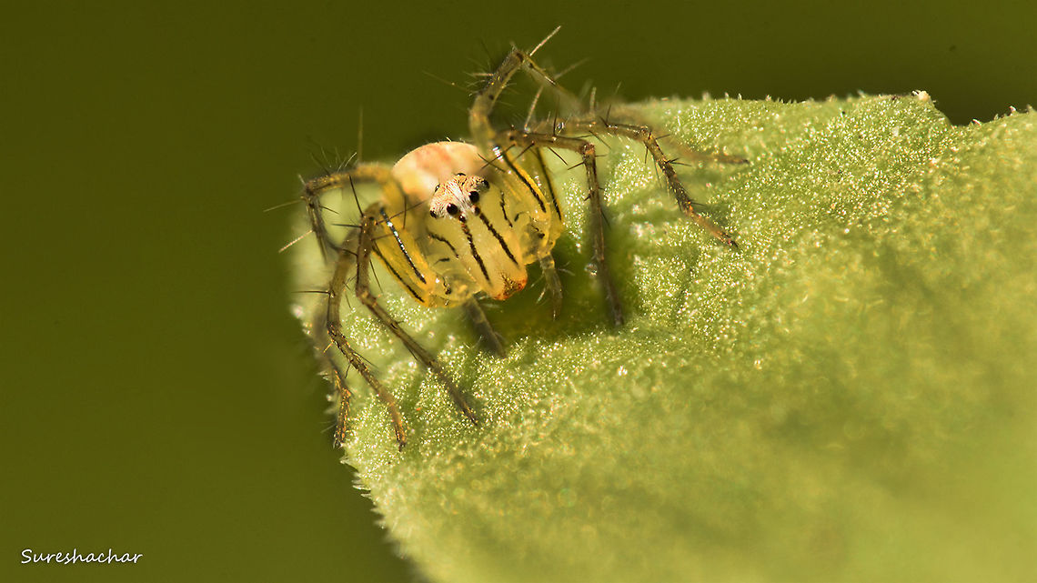 Lynx-spider  Spider