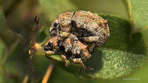 BEETLE,  Macro,Mating,beetle