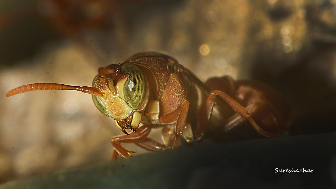 wasp1  Insects,Macro,Wasp