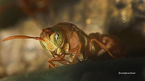 wasp1  Insects,Macro,Wasp