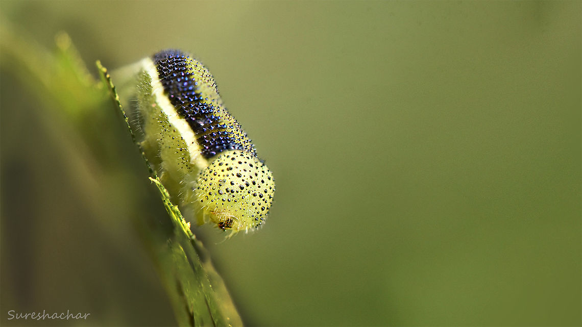 Caterpillar  Caterpillar,Macro,beauty,details
