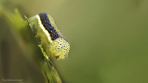 Caterpillar  Caterpillar,Macro,beauty,details