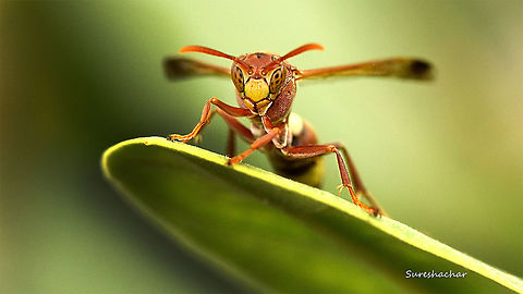 Wasp  Animal Kingdom,Macro,Wasp,beauty,closeupshot,composition,portrait,wild,wings