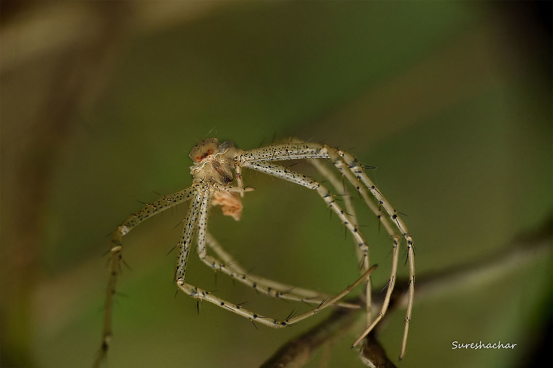 id pls Found in bangalore,karnataka,india Macro,Spider,colorful,details,eyes,gunjur