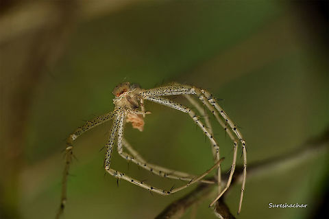 id pls Found in bangalore,karnataka,india Macro,Spider,colorful,details,eyes,gunjur
