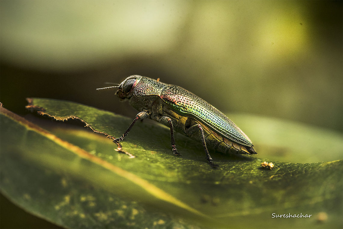 Jewel beetle  Fall,India,beetle,details,macro