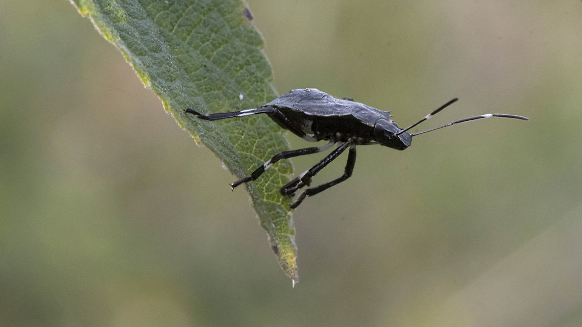 Nymph - Halyini?  Halyini,Hemiptera,Heteroptera,Pentatomidae,Pentatomorpha