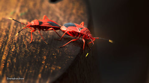 Melamphaus sp.  Hemiptera,Heteroptera,Melamphaus,Melamphaus sp.,Pyrrhocoridae,Pyrrhocoroidea