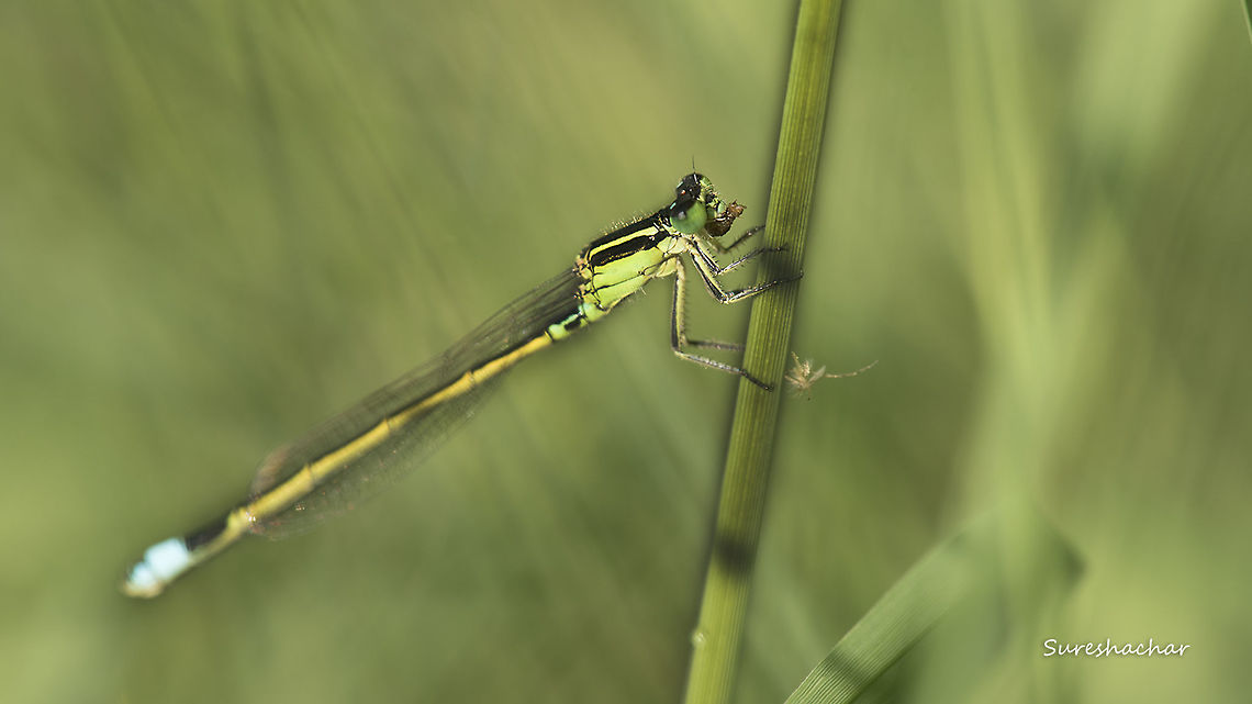 'Ischnura senegalensis  Insects,Ischnura senegalensis,beauty,damselfly