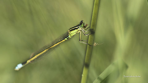 'Ischnura senegalensis  Insects,Ischnura senegalensis,beauty,damselfly