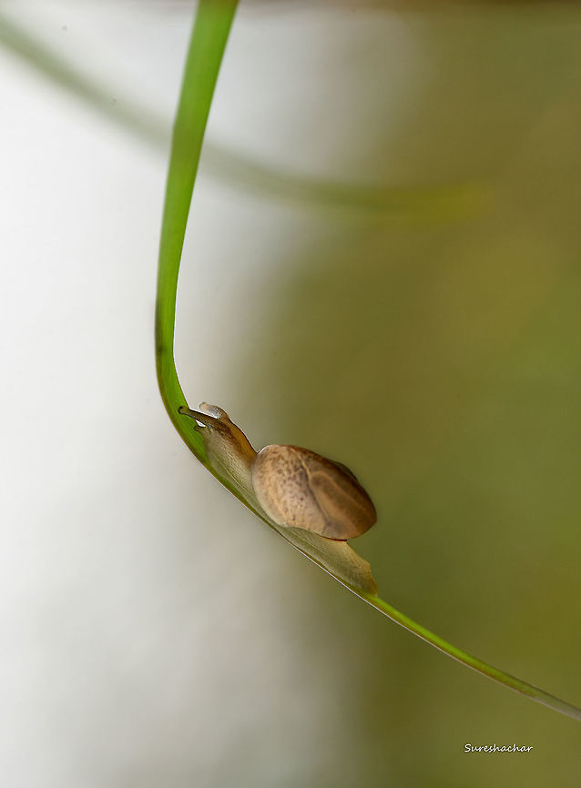 snail  Macro,Snail,beautiful,wildlife