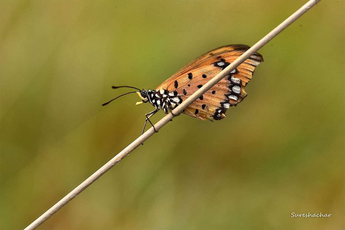 The Tawny Coster  Acraea terpsicore,Butterfly,Macro,Tawny Coster,beauty,wild,wildlife