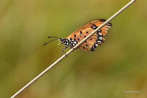 The Tawny Coster  Acraea terpsicore,Butterfly,Macro,Tawny Coster,beauty,wild,wildlife