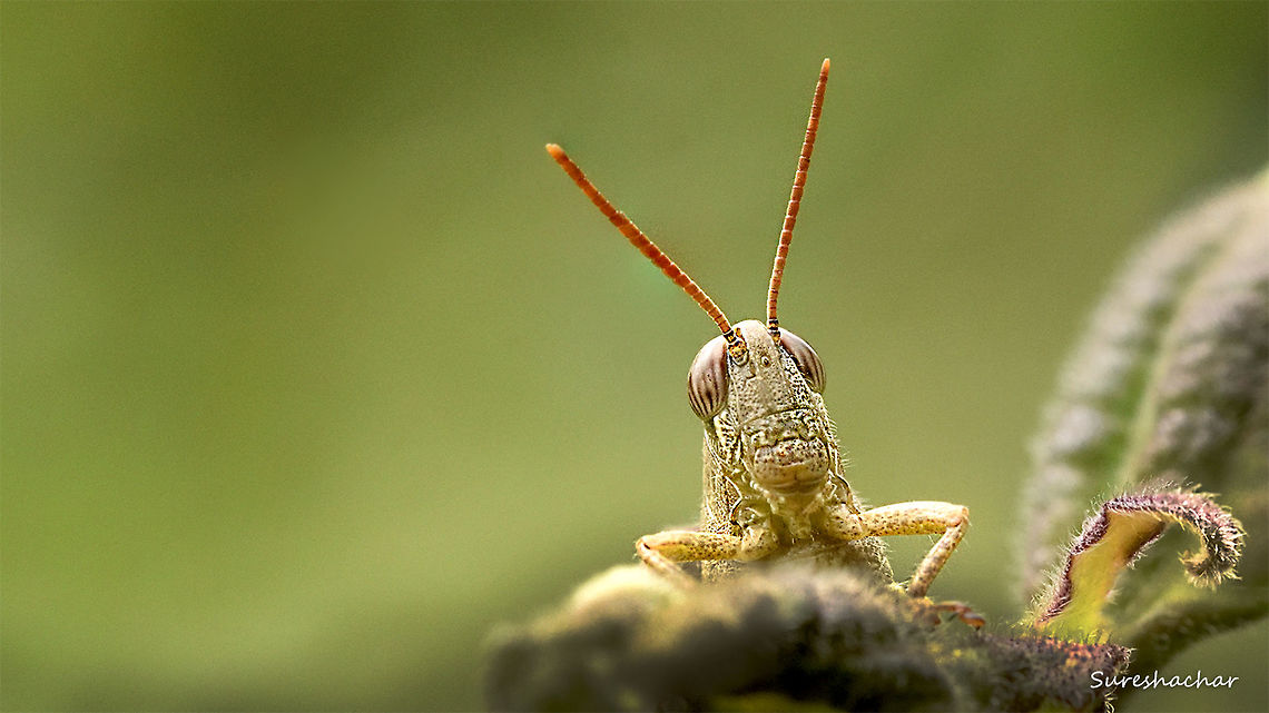 Grashopper  Grasshopper,Macro Garden
