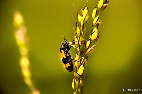 beetle111  Insects,Macro,beetle,wildlife