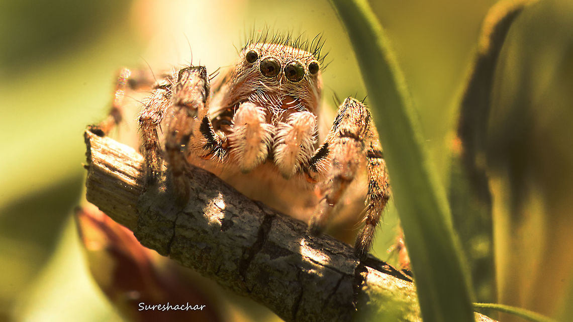 Jumping Spider  Jumping Spider,Macro Garden,Spider