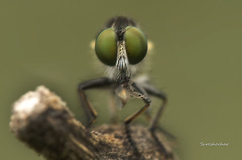 robberfly  India,Macro,robber Fly